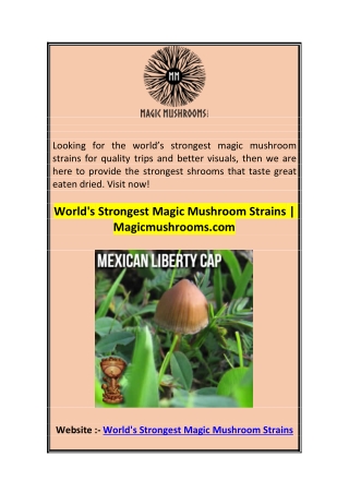 World's Strongest Magic Mushroom Strains  Magicmushrooms.com