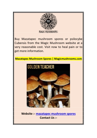 Mazatapec Mushroom Spores  Magicmushrooms.com 0