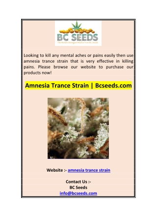 Amnesia Trance Strain  Bcseeds.com
