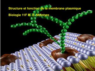 Structure et fonction de la membrane plasmique Bi	 Biologie 11F M. E. McIntyre