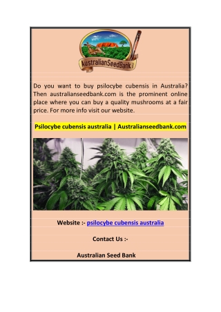 Psilocybe cubensis australia  Australianseedbank.com 1