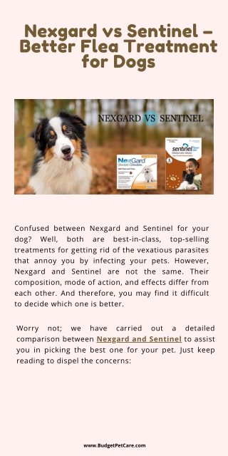 Nexgard vs Sentinel – Better Flea Treatment for Dogs