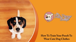How To Train Your Pooch To Wear Cute Dog Clothes