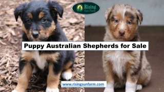 Rising Sun Farm | Puppy Australian Shepherds for Sale