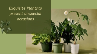 Exquisite Plants to present on special occasions