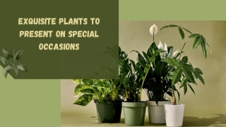 Exquisite Plants to present on special occasions