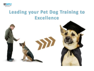 Leading Your Pet Dog Training To Excellence| VetSupply | Australia Best online P