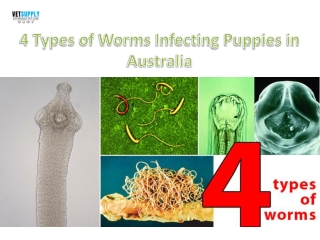 Types of Worms infecting puppies| VetSupply | Australia Best online Pet store