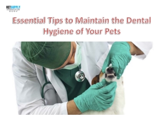 Essential Tips to Maintain the Dental Hygiene of Your Pet| VetSupply | Australia
