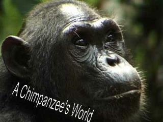 A Chimpanzee's World