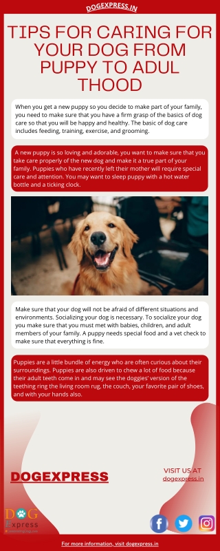 Tips For Caring For Your Dog from Puppy to Adulthood