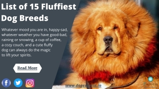 List of 15 Fluffiest Dog Breeds