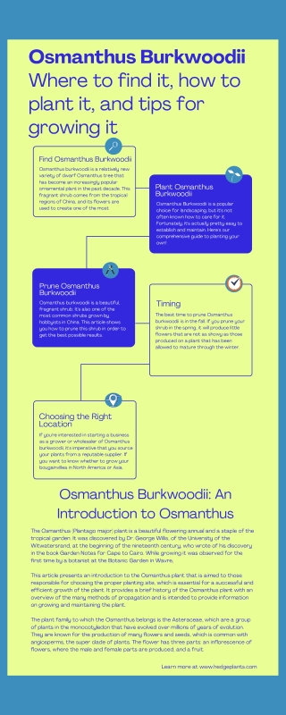 Osmanthus Burkwoodii Where to find it, how to plant it, and tips for growing it