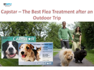 Capstar the Best Flea Treatment after an Outdoor Trip| VetSupply | Australia Bes