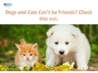 Dogs and Cats Can't be Friends ?| VetSupply | Australia Best online Pet store