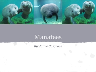 Sirenians - Manatees