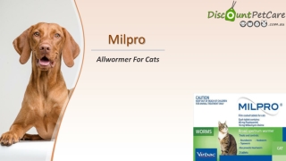 Buy Milpro Premium Allwormer Tablets For Cats Online - DiscountPetCare
