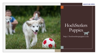 Things to Consider When You Want to Buy A Puppy in California!