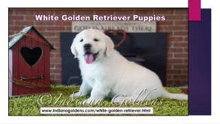 White Golden Retriever Puppies - Indiana Goldens