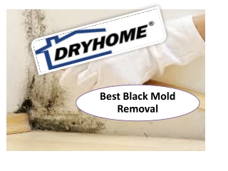 Best black mold removal in San Diego