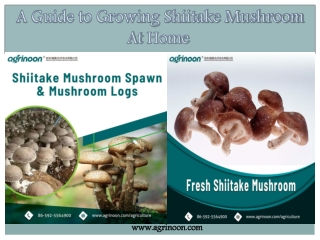 A Guide to Growing Shiitake Mushroom At Home