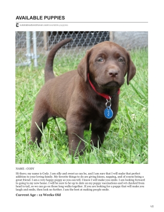 Buy Cody Puppy