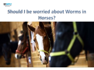 Know everything about worms in Horses| VetSupply | Australia Best online Pet sto