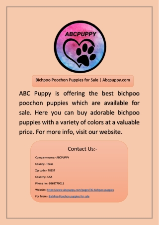 Bichpoo Poochon Puppies for Sale | Abcpuppy.com