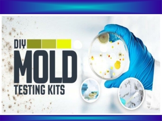 Mold Remediation - Mold Removal
