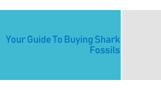 Your Guide To Buying Shark Fossils