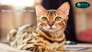 Bengal Cats for Sale | Rising Sun Farm