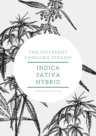 What are the different strains of Cannabis?
