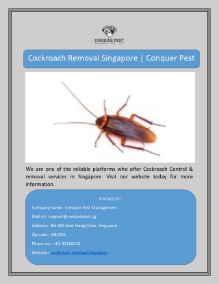 Cockroach Removal Singapore | Conquer Pest