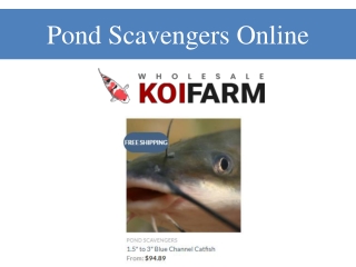 Pond Scavengers Online