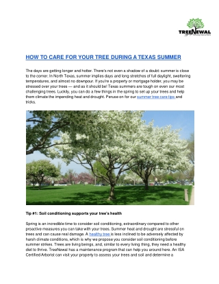 HOW TO CARE FOR YOUR TREE DURING A TEXAS SUMMER