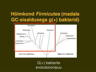 Hõimkond Firmicutes (madala GC-sisaldusega g(+) bakterid)