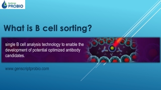What is B cell sorting