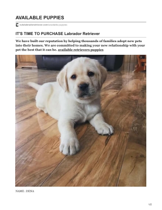 Buy Dena Puppy