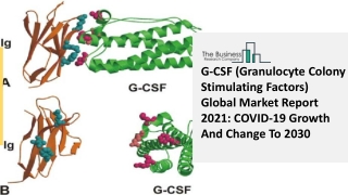 2021 Impact Of Covid-19 On The G-CSF (Granulocyte Colony Stimulating Factors)
