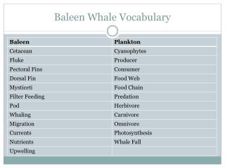Baleen Whale Vocabulary