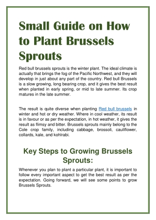 Small Guide On How To Plant Brussels Sprouts