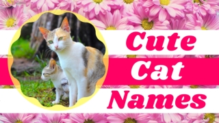 30 super cute male and female cat names with meaning 2021 ! unique pet names