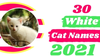 White Cat Names : 30 Awesome Names for Your White Cat With Meaning 2021 ! Unique