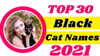 30 Best Black Cat Names With Meaning 2021 ! Unique Pet Names