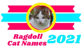 30 Best Ragdoll Cat Names Ideas With Meaning 2021 ! Unique Cat Names ! Pet Lovers