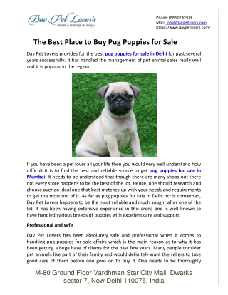 The Best Place to Buy Pug Puppies for Sale