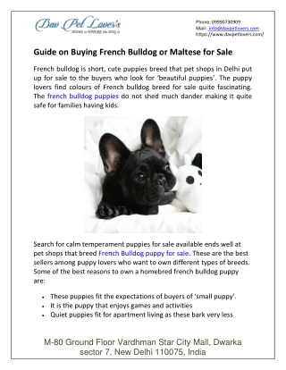 Guide on Buying French Bulldog or Maltese for Sale