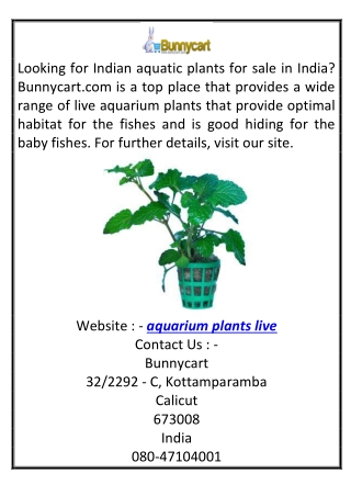 Aquarium Plants Live Bunnycart.com