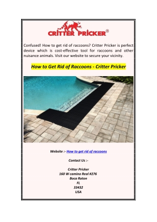 How to Get Rid of Raccoons  Critter Pricker