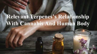 Relevant Terpenes’s Relationship With Cannabis And Human Body